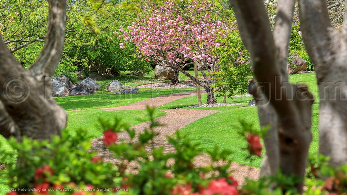 Peter Bellingham Photography Japanese Garden - Cowra